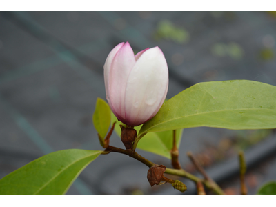 Magnolia (Michelia)