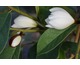 Magnolia Fairy Cream ®