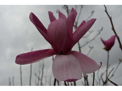 Magnolia