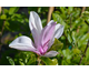 Magnolia x liliflora George Henry Kern