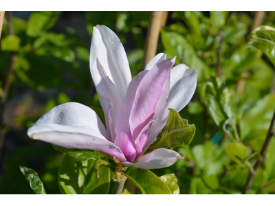 Magnolia x liliflora