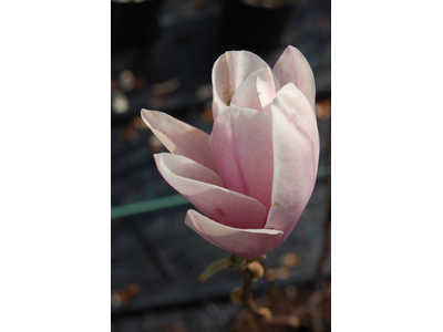 Magnolia