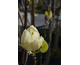 Magnolia Honey Tulip ®