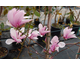 Magnolia Jenny Plat