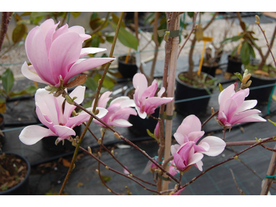 Magnolia