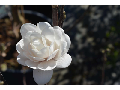 Magnolia