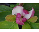 Magnolia Red Lucky
