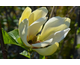 Magnolia Sunsation