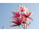 Magnolia campbellii Charles Raffill