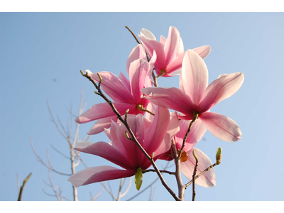Magnolia campbellii