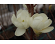 Magnolia denudata Double Diamond