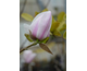 Magnolia denudata Festirose