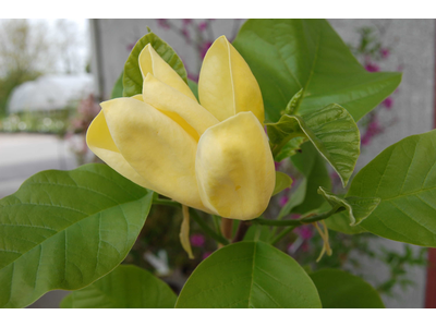 Magnolia denudata