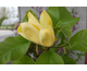 Magnolia denudata