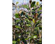 Magnolia grandiflora Purpan ®