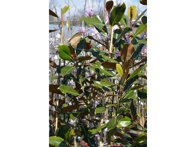 Magnolia grandiflora