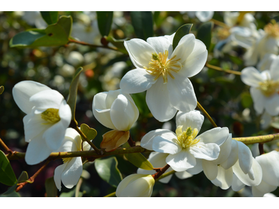 Magnolia laevigata (Michelia)