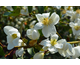 Magnolia laevigata (Michelia) Summer Snowflake