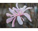 Magnolia x loebneri Leonard Messel