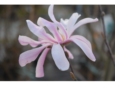 Magnolia x loebneri