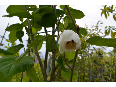 Magnolia sieboldii