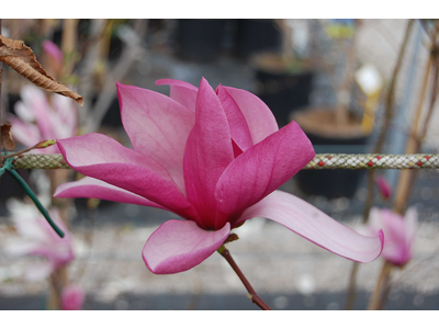 Magnolia soulangeana