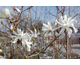 Magnolia stellata