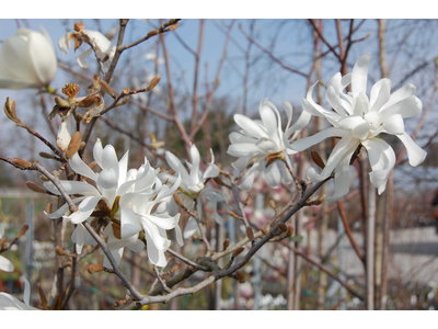 Magnolia stellata