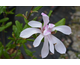 Magnolia stellata Rosea