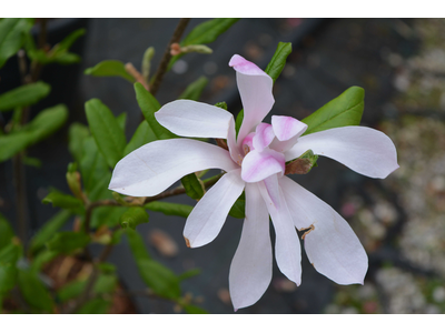 Magnolia stellata