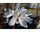 Magnolia stellata