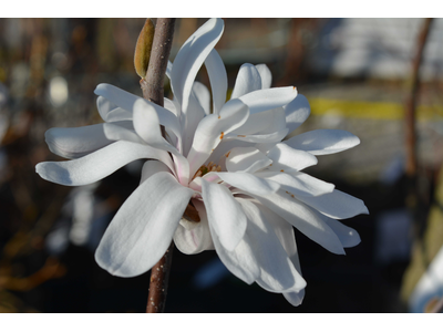 Magnolia stellata