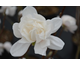 Magnolia x loebneri Wildcat