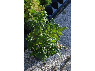 Mahonia aquifolium