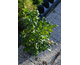 Mahonia aquifolium None