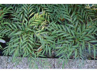 Mahonia