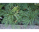 Mahonia