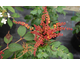 Mahonia aquifolium Cabaret ®