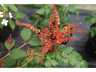Mahonia aquifolium