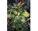 Mahonia x media Winter Sun