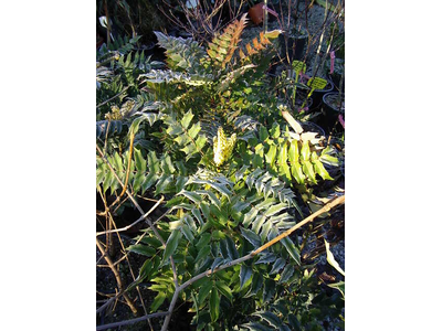 Mahonia x media