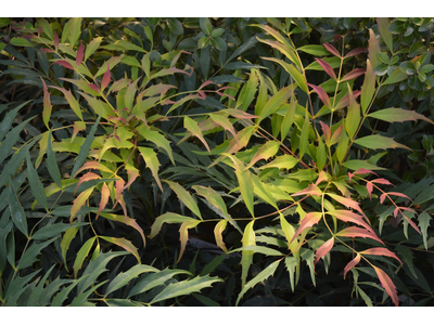 Mahonia eurybracteata
