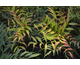 Mahonia eurybracteata