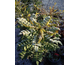 Mahonia x media