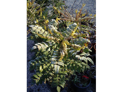 Mahonia x media