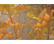 Malus Comtesse de Paris