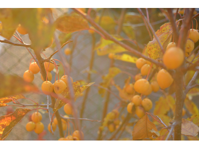 Malus