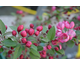 Malus Indian Magic ® Noble