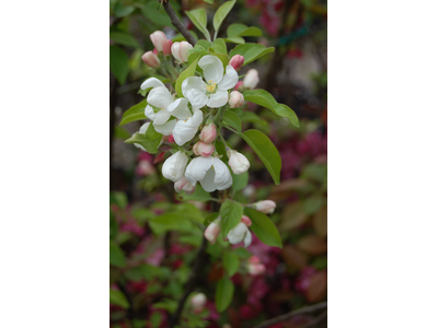 Malus