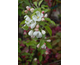 Malus John Downie